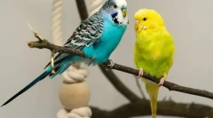 Cum de a determina podeaua papagalului ondulat